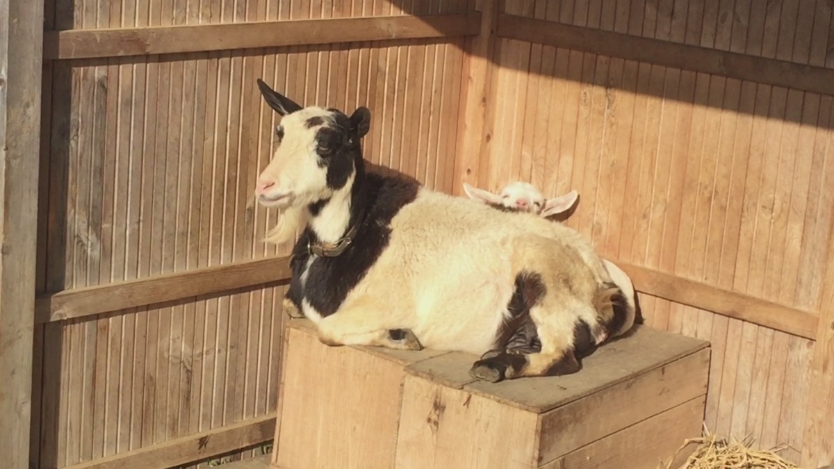 早朝は家族でおだやかに日の光を満喫します。