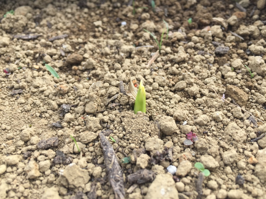 【祝】里芋、発芽しましたm(_ _)m