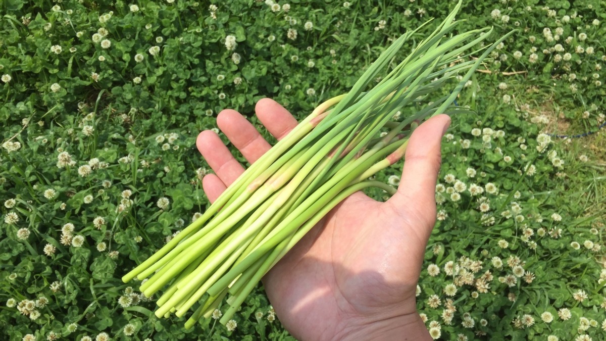 にんにくの芽。ハピネス。