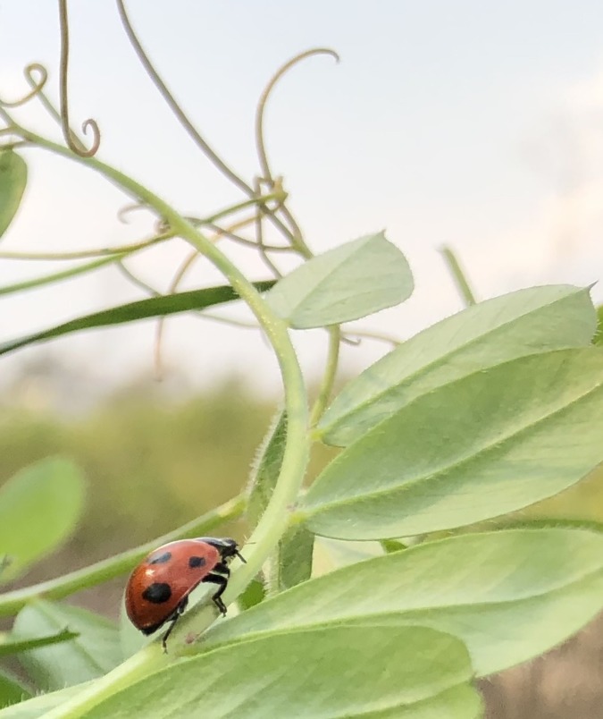 ナナホシテントウ、飛ぶ！