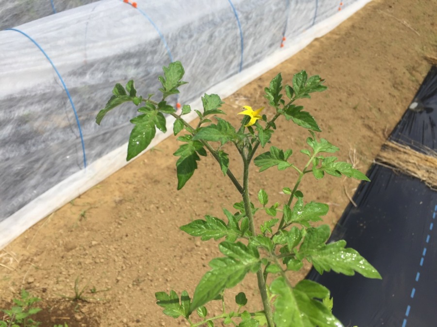 トマトの苗植え。