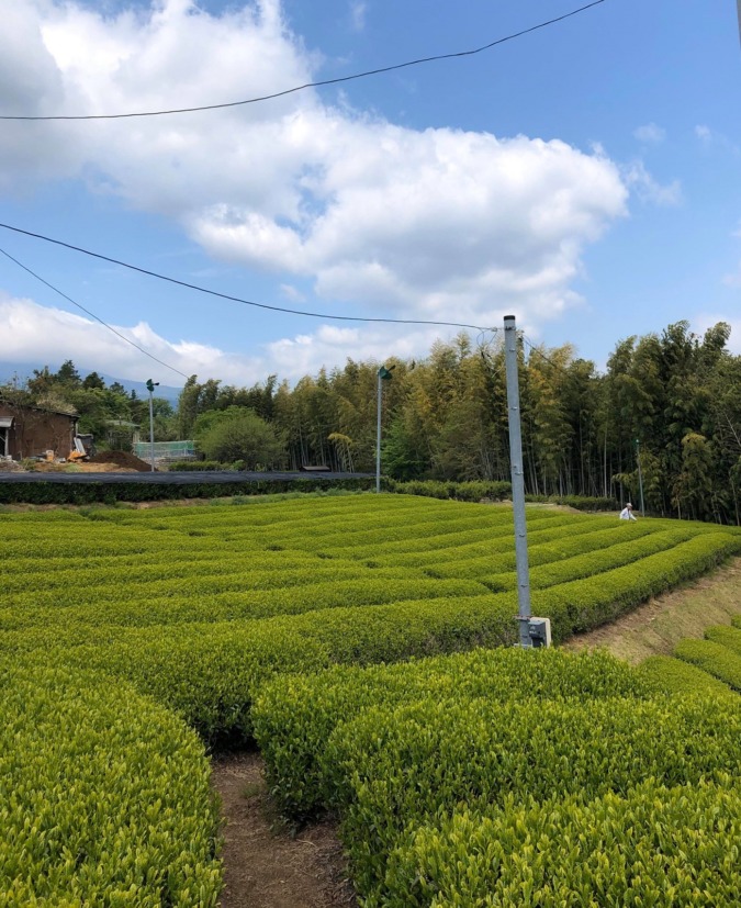 【祝】八十八夜到来。お茶摘みは、5月5日の予定。