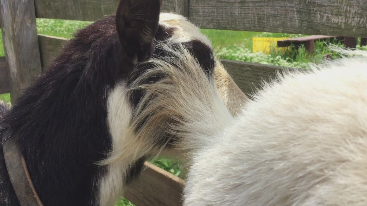 おしりで邪魔すルナ。