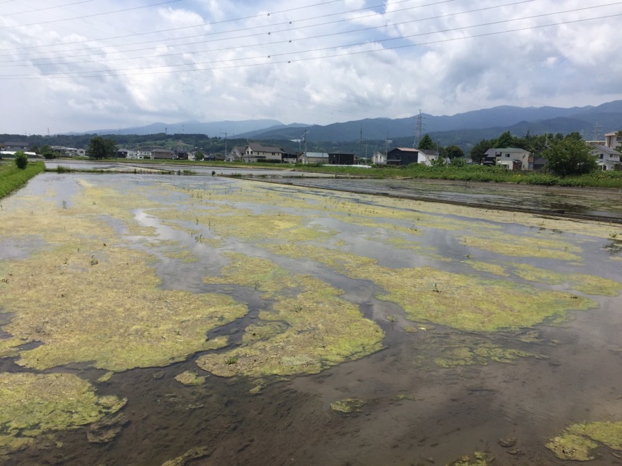 明日から田植え週間。今日は水を抜くだけ。