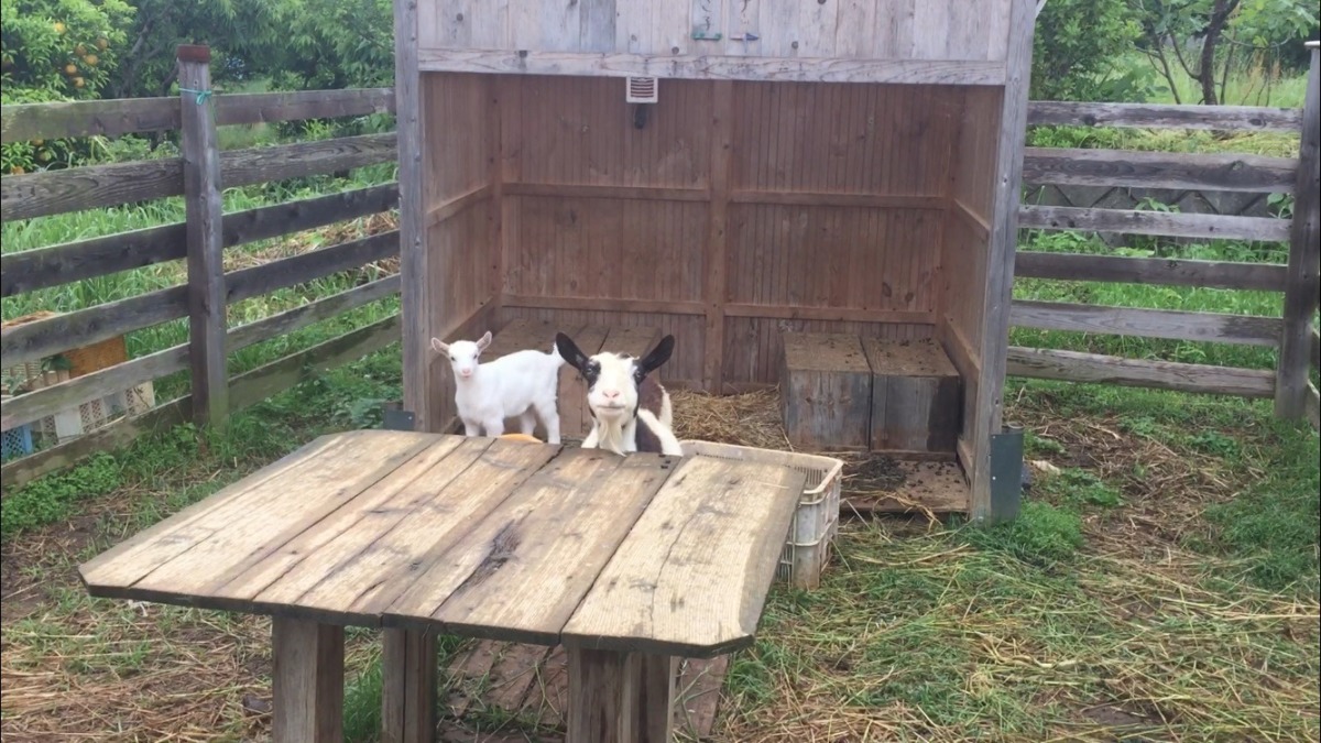 家族の朝。さまざまなフォーメーションをどうぞ。