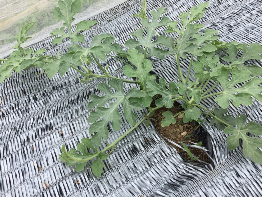 今日のスイカ🍉う～ん、順調です。