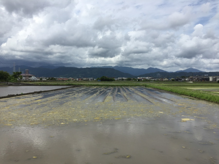 【代掻き完了】田植えは明後日から二日間。