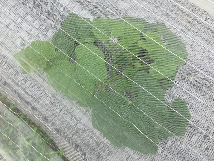 今日のかぼちゃ。防虫ネット越しでも伝わる順調さ。