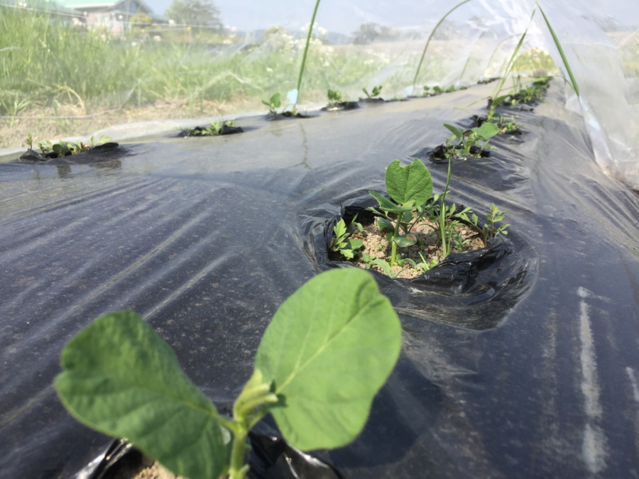 【祝】えだまめの発芽（^^）/