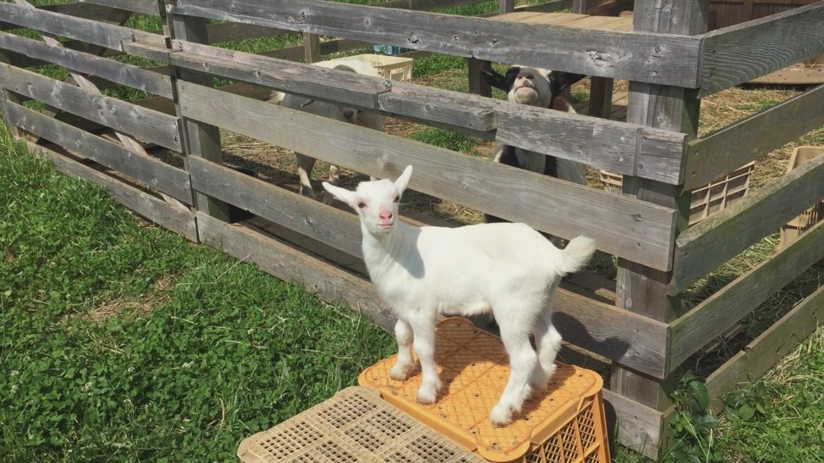 やぎ一家の朝。