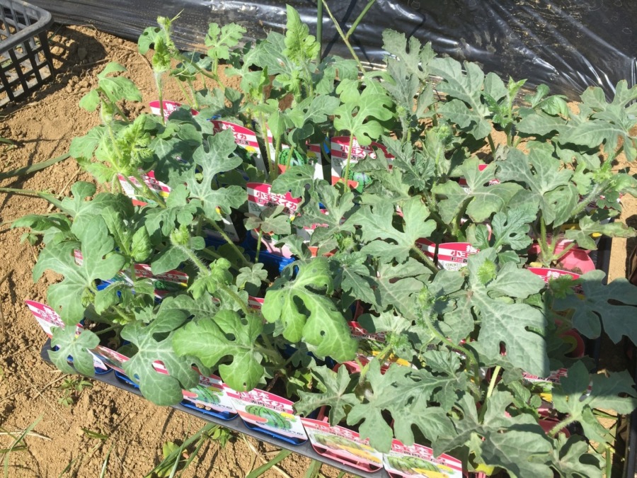 【夏野菜、始まります】スイカの苗植え準備完了。