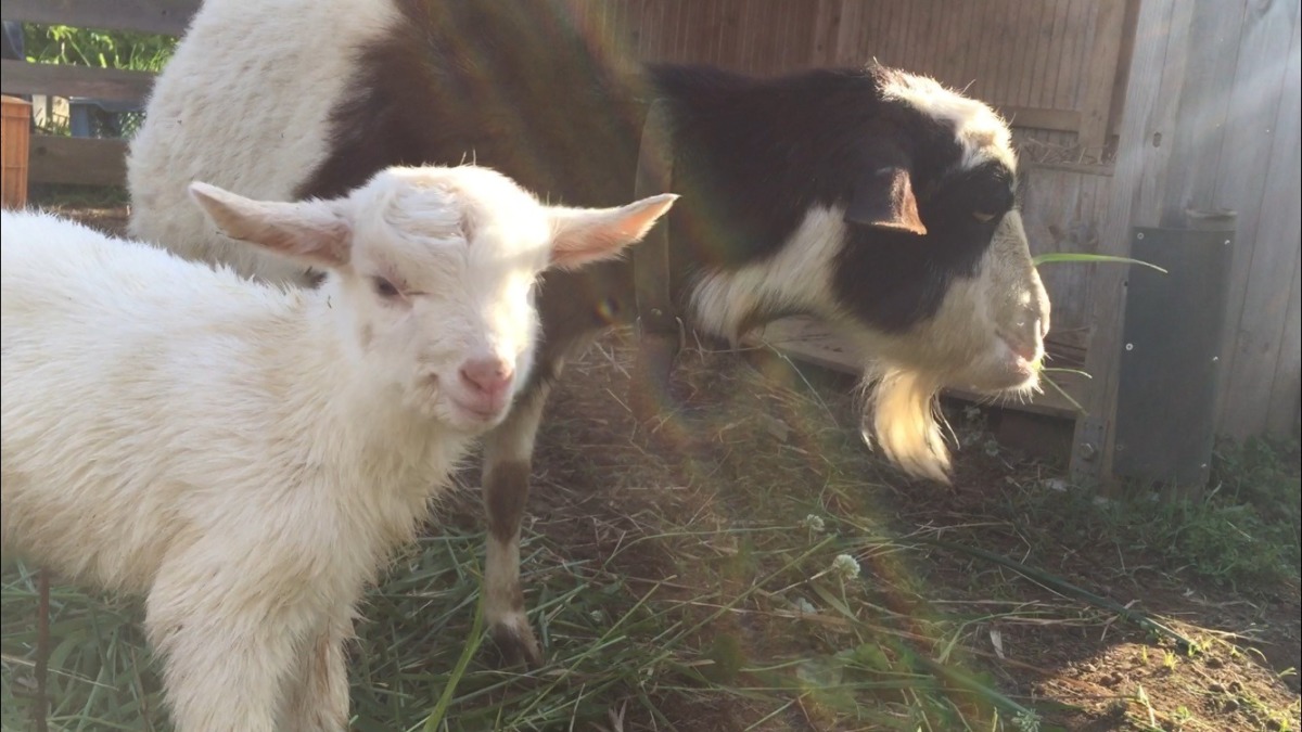 わたし出産しました。白くて小さな赤ん坊です💛