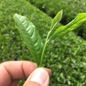 お茶摘みの基本は「一芯二葉」。
