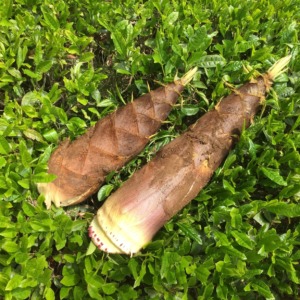 お茶畑の竹の子。起こっているのは、お茶vs竹の子の陣取り合戦。