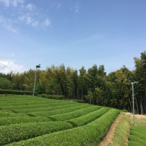 五月らしいスッキリとした空の下でお茶摘み♪♬