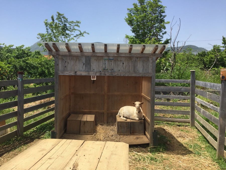 鎮座するルナ。