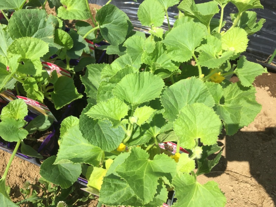 【夏野菜、始まります】メロンの苗植え準備完了。