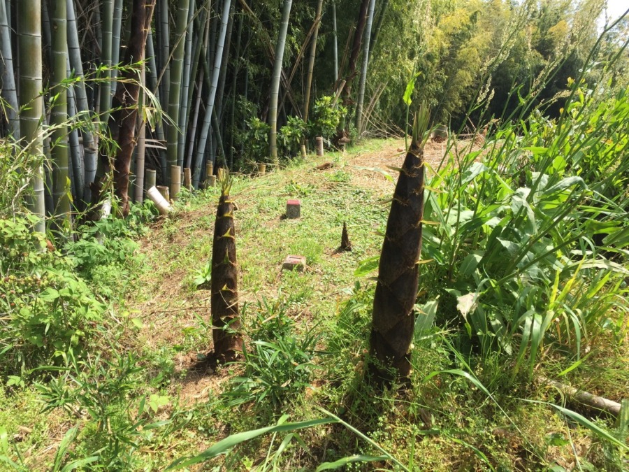 竹の子生えてるけど、最近は行かない。旬は過ぎた。