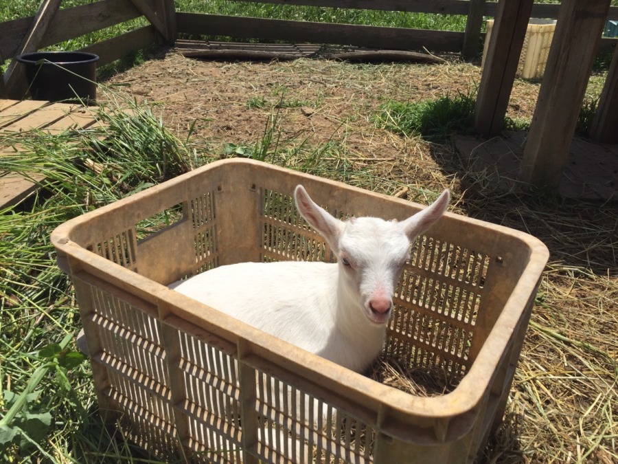 角が生えてきました💛小鬼状態でボックスイン。