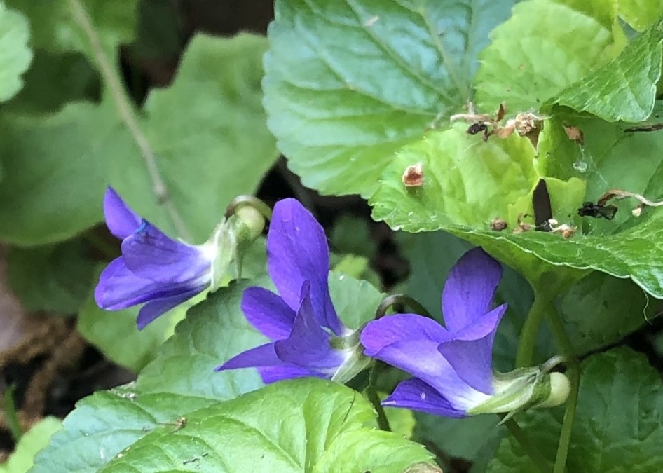 すみれ の 仲間?