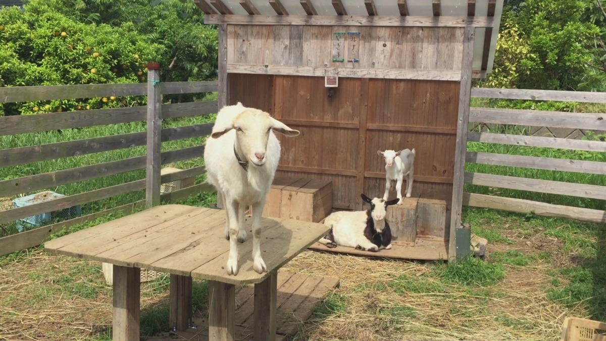 やぎ一族の朝。