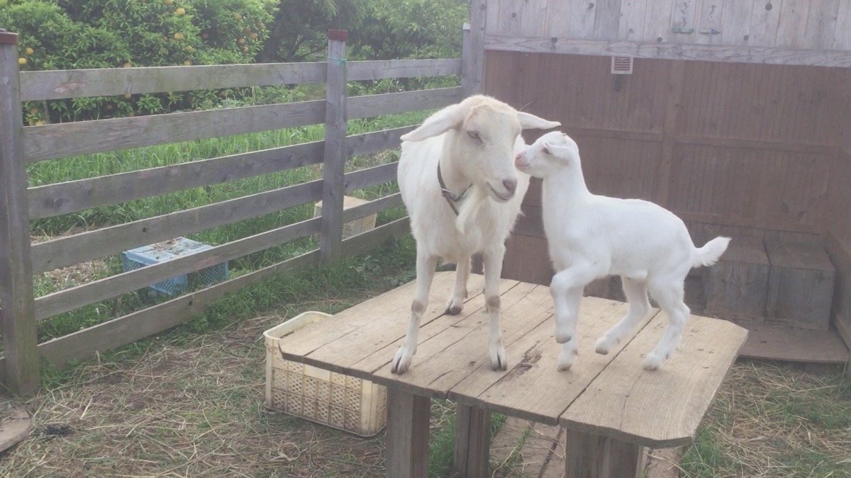 姉弟オン・ザ・デスク。弟はやんちゃ。