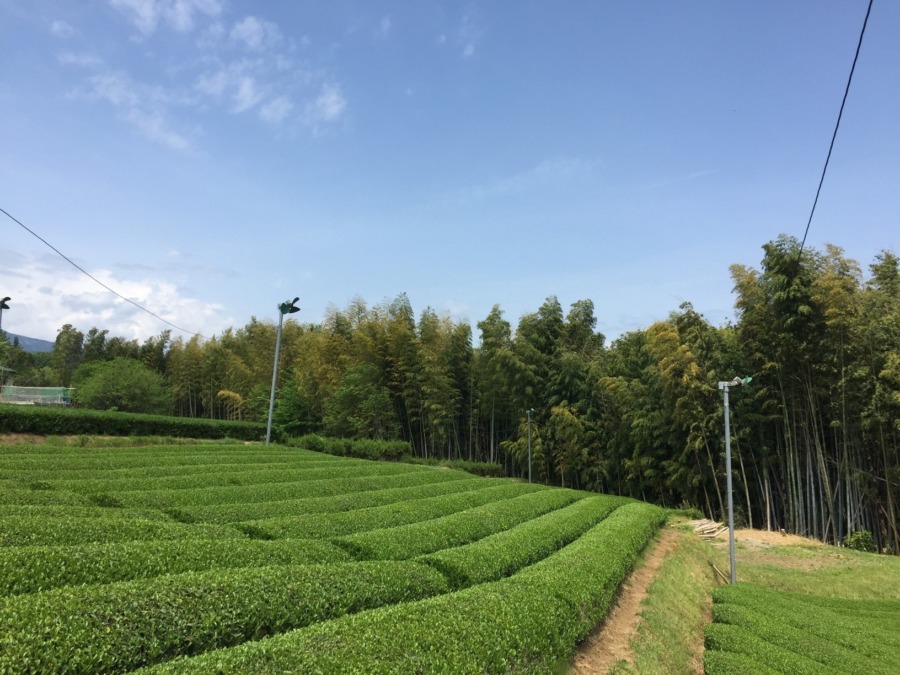 【完売御礼】足柄茶ラボのお茶（2020年5月摘み）