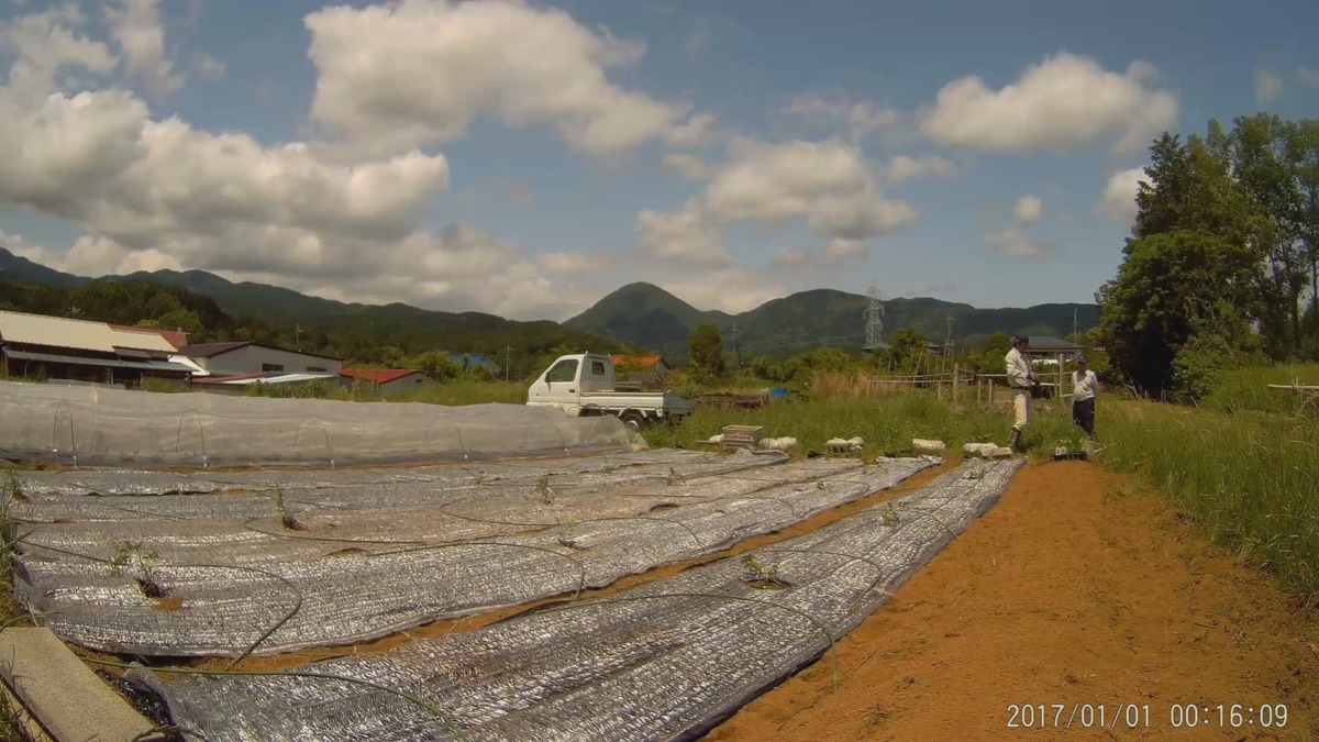 【タイムラプス♪】すいかの苗植え。さわやかに晴れてます。