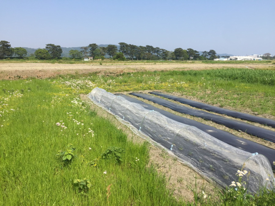 里芋は、まだ発芽せず。そわそわ。