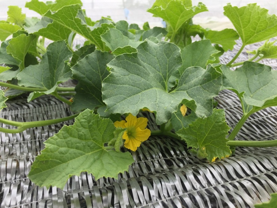 メロン🍈のお花♪♬