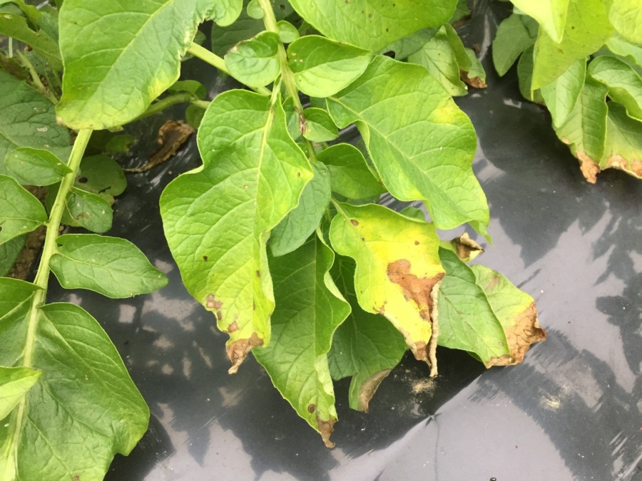 今日のじゃが。順調。ちょっと葉っぱが黄色っぽくなってきました。