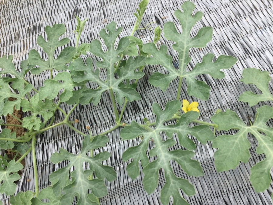 今日のすいか🍉スクスク、わくわく。