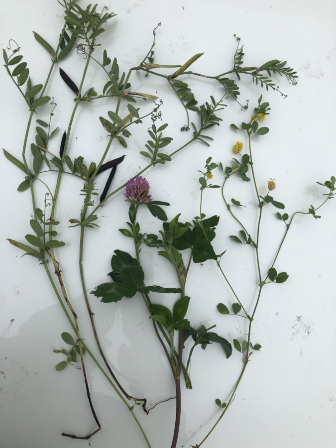 まめ草の季節・補遺