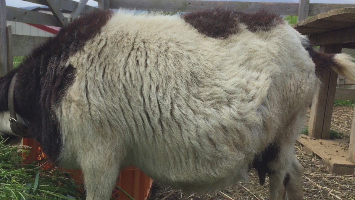 お腹大きくなりました。臨月。