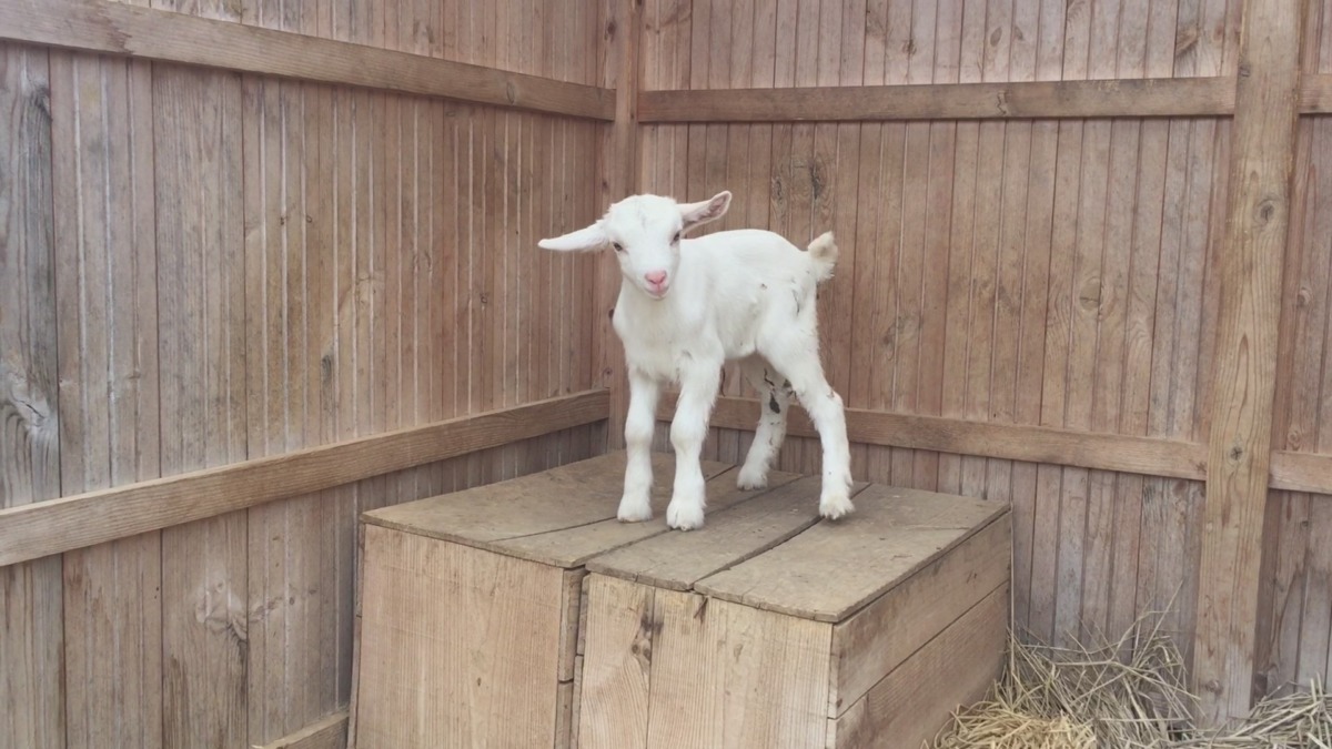 もうボックス・オンで、どや顔してます💛💛