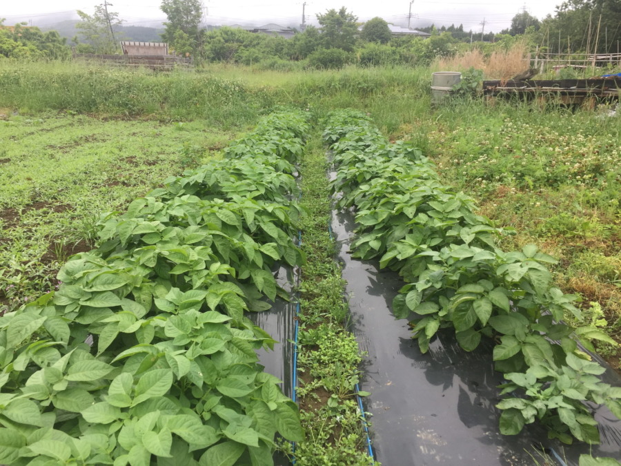 雨の日のじゃが。実はあと12日で収穫予想日。順調なんじゃが。