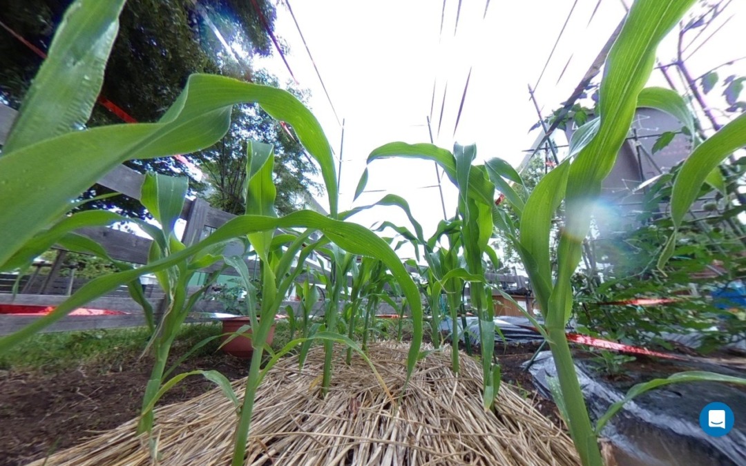 【VRツアー】座間の菜園では、トウモロコシが綺麗に並んでるよ～！！