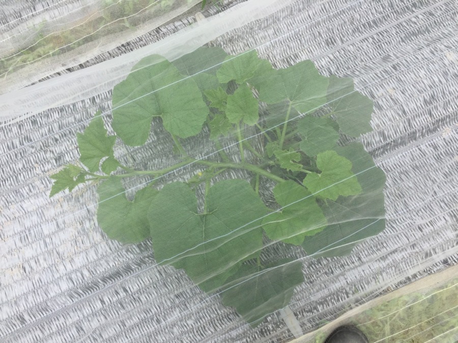 今日のかぼちゃ。防虫ネット越しでも伝わる順調さ。
