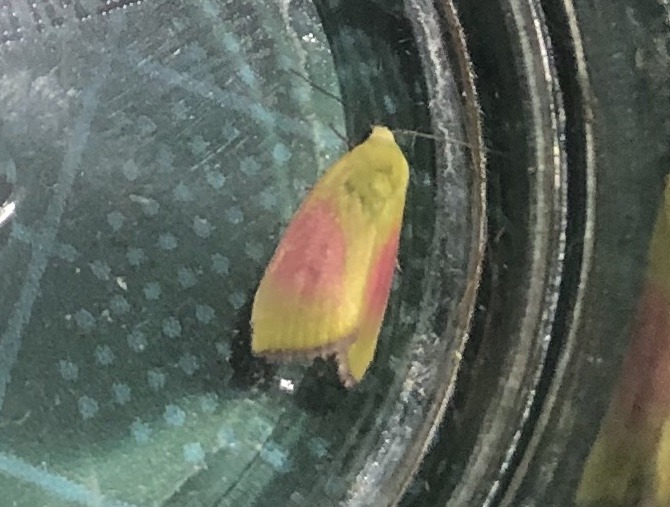 ステイホームに、お客さま