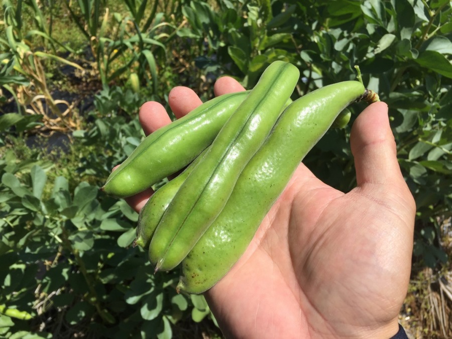 そらまめです。めちゃうま。