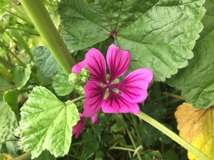 この花な～に？畑の畔に咲いてました。きれい。