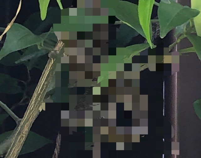 【かなりギャー】蛇（※閲覧注意）