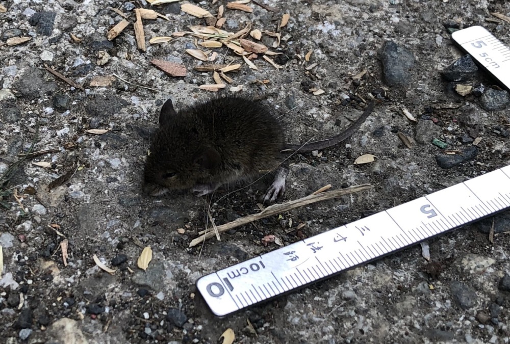 ねずみのいのち