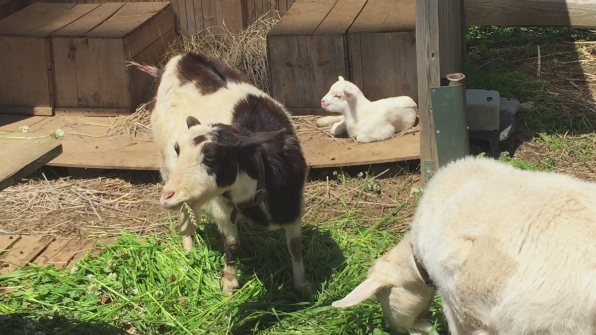今日は穏やかな五月晴れ。三人家族でのんびりの朝。