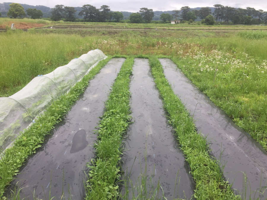 里芋です。一通り、発芽しました。
