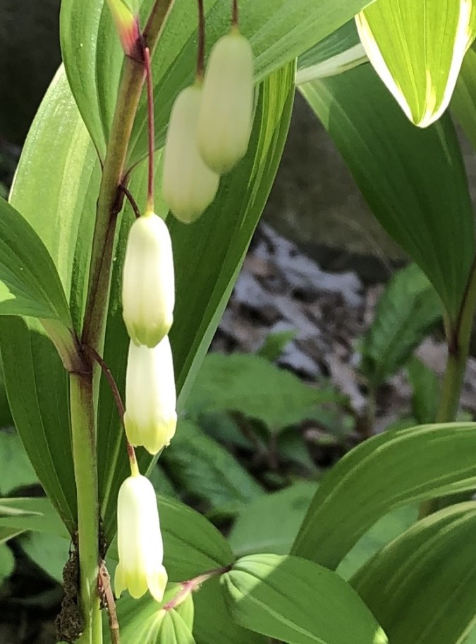 鳴子百合、もとい、甘野老