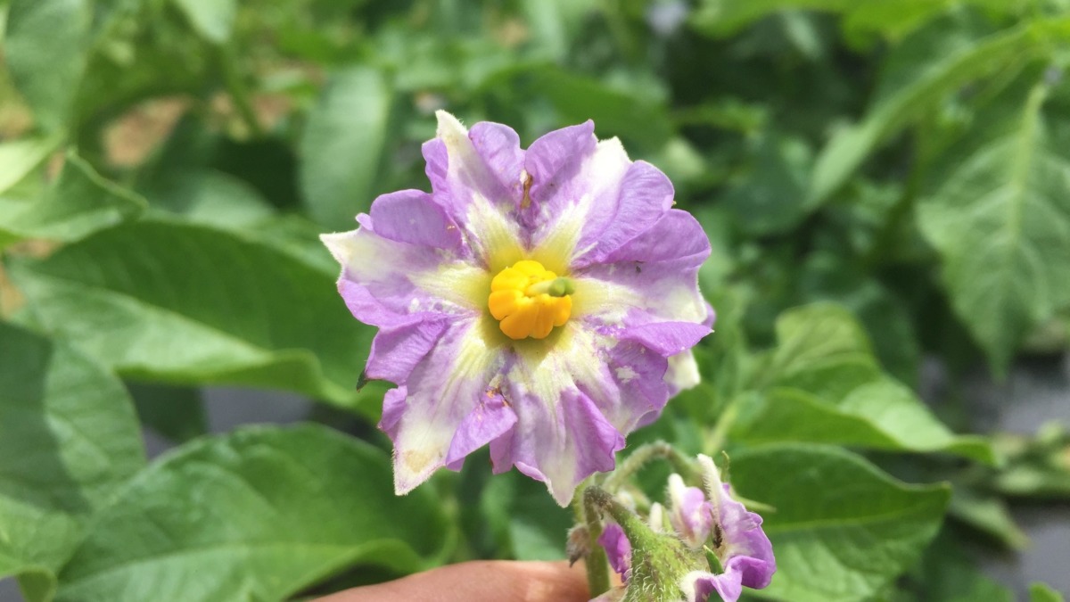 今日のじゃが。開花。良い。