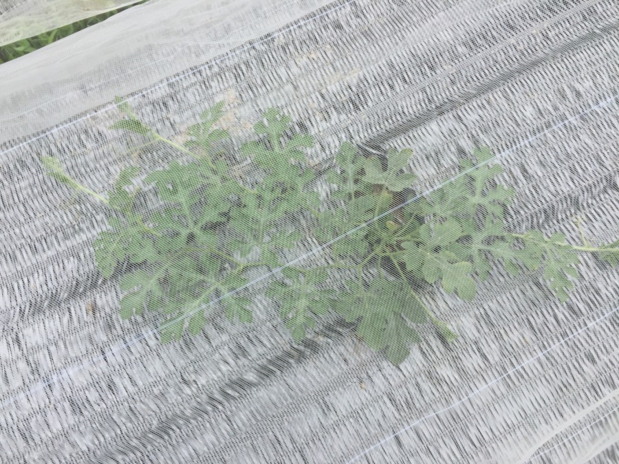 今日のすいか🍉防虫ネット越しでも伝わる順調さ。