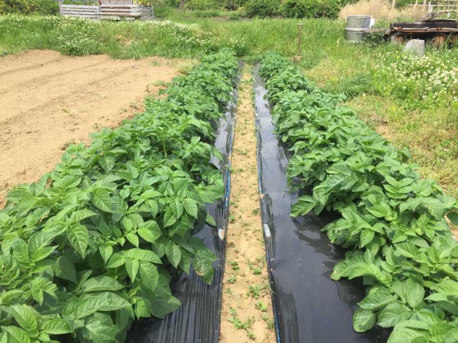 芽かきサンクス。非常に良い。