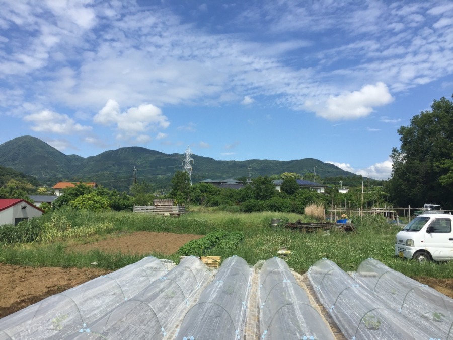 今日のはたけと、苗植え（5/15）の様子。